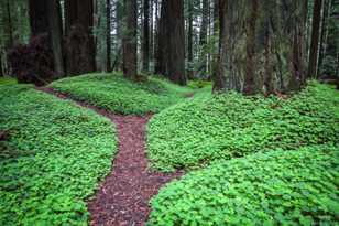 Redwood Forest-0957